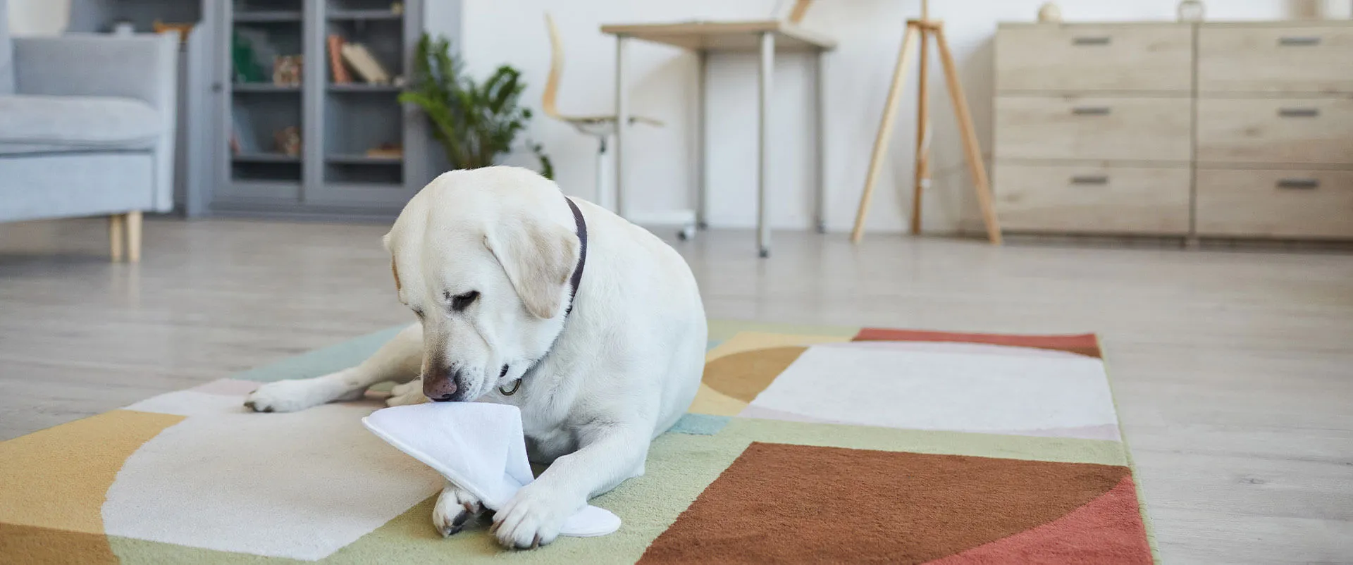 A yellow Labrador puppy chewing a paper on a living room rug