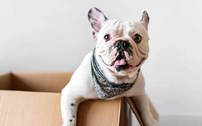A French bulldog peeking out of a cardboard box