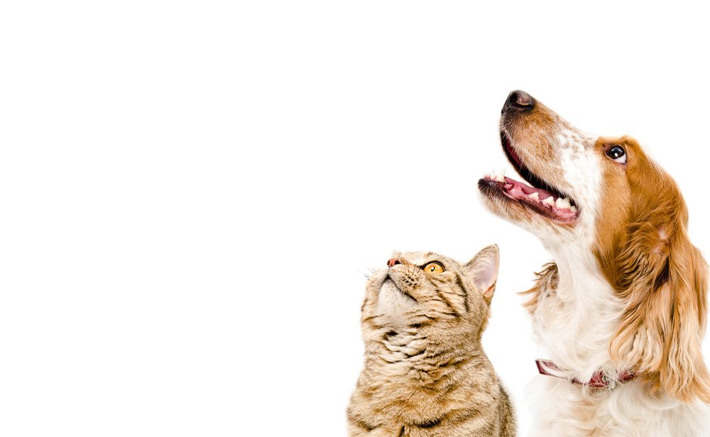 Happy dog and cat at Traveling Tails Veterinary Clinic