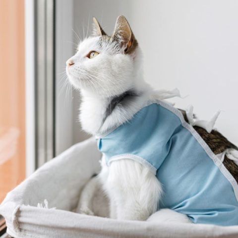Spay & Neutering