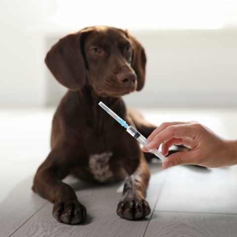 Pet Vaccinations